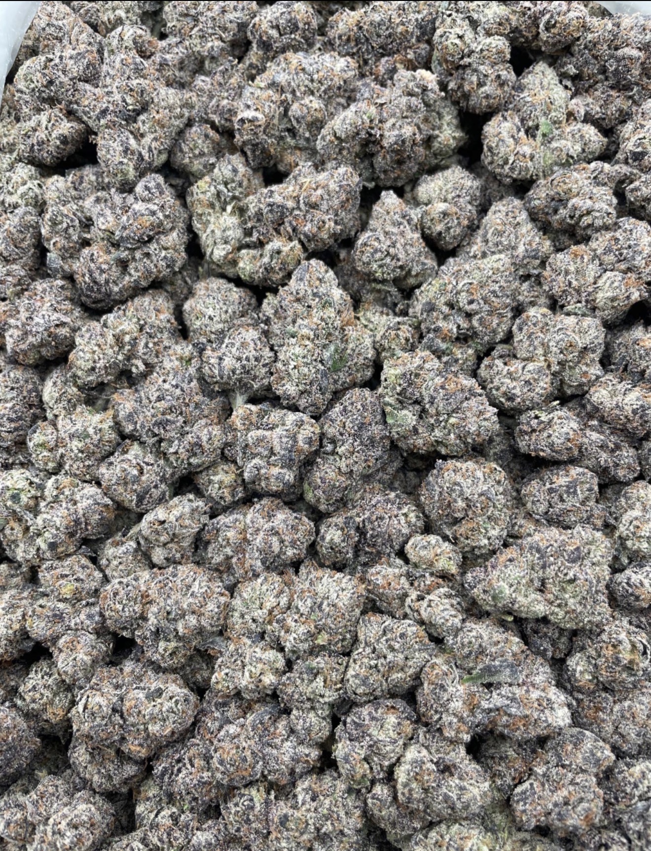 Torta Pounder (HYBRID ) Grower: Ted Budz