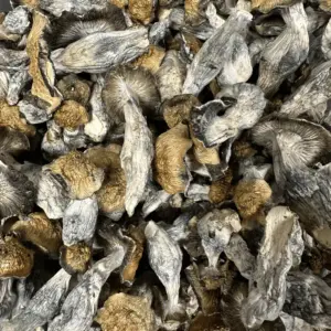 Penis envy (Premium Shrooms)